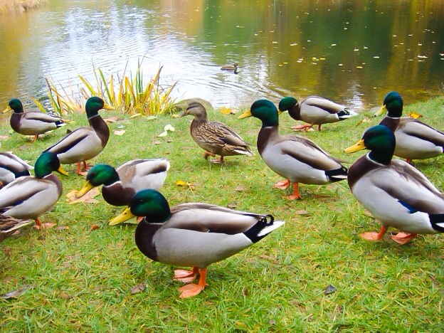 Duck Ponds Near Carlsbad | Family Fun In Carlsbad CA