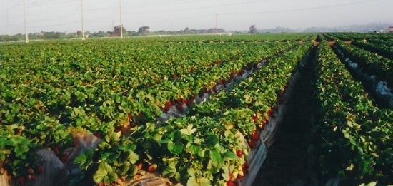 Carlsbad Strawberry Fields