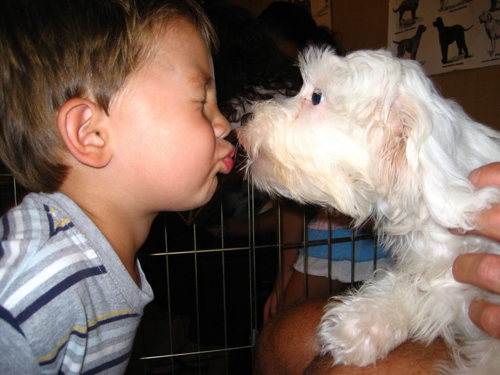 child kissing a puppy