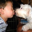 child kissing a puppy