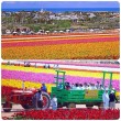 Carlsbad Flower Fields