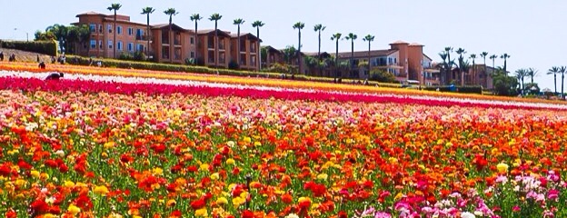 Carlsbad CA Flower Fields