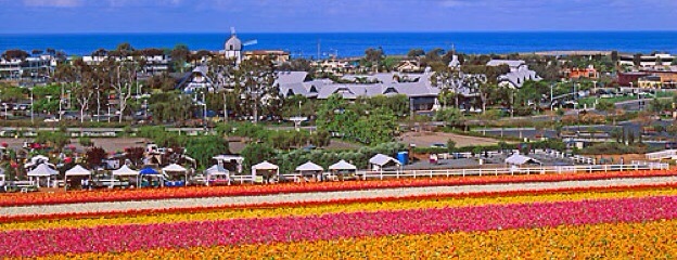 Carlsbad Flower Fields