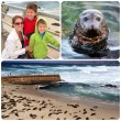 Seals at La Jolla Cove